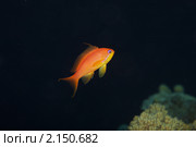 Красное море - Щитовидноплавничий или золотистый антиас (Anthias squamipinnis) Стоковое фото, фотограф Виктор Савушкин / Фотобанк Лори