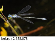 Стрелка (лат. Coenagrionidae) Стоковое фото, фотограф Иванова Анастасия / Фотобанк Лори
