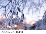 Заснеженные веточки. Стоковое фото, фотограф Виталий Романович / Фотобанк Лори
