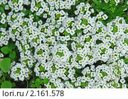 Лобулярия морская — L. maritima (L.) Desv. (syn. Алиссум морской — Alyssum maritimum Lam.) Стоковое фото, фотограф lana1501 / Фотобанк Лори