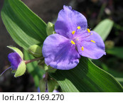 Традесканция виргинская — (Tradescantia virginian), семейство Коммелиновые. Стоковое фото, фотограф Заноза-Ру / Фотобанк Лори