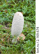 Навозник белый (Coprinus comatus) Стоковое фото, фотограф Александр Щепин / Фотобанк Лори