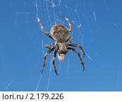 Паук на паутине. Стоковое фото, фотограф Александр Огурцов / Фотобанк Лори