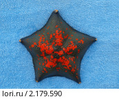 Морская звезда, Patiria pectinifera. Стоковое фото, фотограф Александр Огурцов / Фотобанк Лори