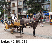 Лошадь для катания  в Закопане (2010 год). Редакционное фото, фотограф Ирина Борсученко / Фотобанк Лори
