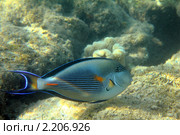 Рыба-хирург (acanthurus sohal) в красном море. Стоковое фото, фотограф Михаил Коханчиков / Фотобанк Лори