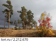Осенний пейзаж с березами и соснами. Стоковое фото, фотограф Виталий Горелов / Фотобанк Лори