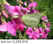Бабочка белянка на чине душистой  (Lathyrus odomtus) Стоковое фото, фотограф Заноза-Ру / Фотобанк Лори