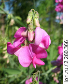 Душистый горошек, или чина душистая  (Lathyrus odomtus) Стоковое фото, фотограф Заноза-Ру / Фотобанк Лори