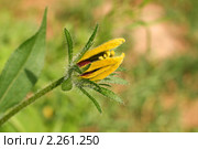 Раскрытие бутона рудбекии. Рудбекия блестящая (Rudbeckia fulgida) Стоковое фото, фотограф Щеголева Ольга / Фотобанк Лори