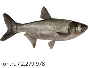 Hypophthalmichthys molitrix, толстолобик. Стоковое фото, фотограф Goruppa / Фотобанк Лори