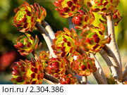 Эониум древовидный, семейство Толстянковых  (The Tree Aeonium, Aeonium arboreum var. atropurpureum) Стоковое фото, фотограф Иванова Марина / Фотобанк Лори