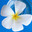 Цветок плюмерии на синем фоне в сосуде с водой (frangipani) Стоковое фото, фотограф Куликова Татьяна / Фотобанк Лори
