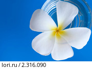 Цветок плюмерии на синем фоне в сосуде с водой (frangipani) Стоковое фото, фотограф Куликова Татьяна / Фотобанк Лори