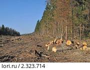 Вырубленный лес вдоль железной дороги. Стоковое фото, фотограф Виктор Сагайдашин / Фотобанк Лори