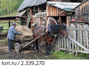 Деревенский мужчина укладывает сено на телегу. Стоковое фото, фотограф Татьяна Белова / Фотобанк Лори