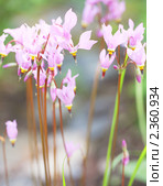 Додекатеон обыкновенный (Dodecatheon meadia) Стоковое фото, фотограф Наталия Шевченко / Фотобанк Лори