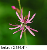 Горицвет кукушкин - Lychnis flos-cuculi. Стоковое фото, фотограф Алёшина Оксана / Фотобанк Лори