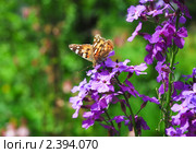 Репейница, или чертополоховка (Vanessa cardui) на Лиловых цветах вечерницы (Hesperis) Стоковое фото, фотограф Алёшина Оксана / Фотобанк Лори