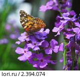 Репейница, или чертополоховка (Vanessa cardui) на лиловых цветах вечерницы (Hesperis) Стоковое фото, фотограф Алёшина Оксана / Фотобанк Лори