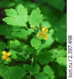 Чистотел, бородавник (Chelidonium) Стоковое фото, фотограф Алёшина Оксана / Фотобанк Лори