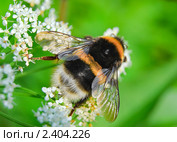 Шмель (Bombus) на цветках сныти обыкновенная ( Aegopodium podagrаria) Стоковое фото, фотограф Алёшина Оксана / Фотобанк Лори