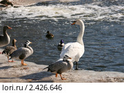 Водоплавающие птицы на льду у воды. Стоковое фото, фотограф Щеголева Ольга / Фотобанк Лори