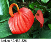 Цветок красного  Антуриума Шерцера (Anthurium scherzerianum Schott.) семейство Ароидные (Araceae) "цветок фламинго" Стоковое фото, фотограф Анна Мишина / Фотобанк Лори