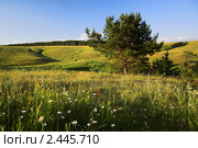 Летний пейзаж с сосной. Стоковое фото, фотограф Вадим Хомяков / Фотобанк Лори