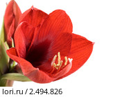 Гиппеаструм (Hippeastrum) Стоковое фото, фотограф Наталья Волкова / Фотобанк Лори