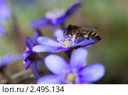 Печеночница и пчела. Стоковое фото, фотограф Наталья Волкова / Фотобанк Лори