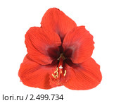 Гиппеаструм (Hippeastrum) Стоковое фото, фотограф Наталья Волкова / Фотобанк Лори