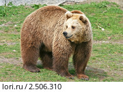 Бурый медведь. Ursus arctos. Стоковое фото, фотограф Александр Тарасенков / Фотобанк Лори