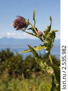 Бодяк камчатский Cirsium kamtschaticum Ledeb. Стоковое фото, фотограф А. А. Пирагис / Фотобанк Лори