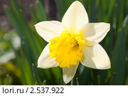 Цветок нарцисса желтого (нарцисса ложного, Narcissus pseudonarcissus) крупным планом в саду. Стоковое фото, фотограф Сергей Дубров / Фотобанк Лори