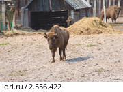 Зубры. Стоковое фото, фотограф Евгений Нелихов / Фотобанк Лори