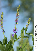 Козлятник аптечный, галега (лат. Galega officinalis) Стоковое фото, фотограф Валерия Попова / Фотобанк Лори