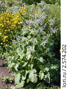 Бурачник лекарственный (Borago officinális) Стоковое фото, фотограф Вячеслав Потапов / Фотобанк Лори
