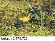 Лягушка прудовая (Rana Lessonae) Стоковое фото, фотограф Щеголева Ольга / Фотобанк Лори