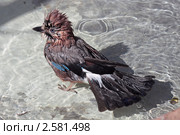 Сойка (Garrulus glandarius) Стоковое фото, фотограф Игорь Долгов / Фотобанк Лори