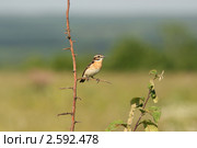 Луговой чекан (Saxicola rubetra Linnaeus) Стоковое фото, фотограф Щеголева Ольга / Фотобанк Лори