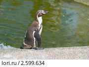 Пингвин Гумбольдта (speniscus humboldti) Стоковое фото, фотограф Pukhov K / Фотобанк Лори