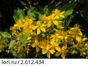 Зверобой продырявленный (Hypericum perforatum L.) Стоковое фото, фотограф Игорь Архипов / Фотобанк Лори