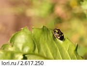 Черно-желтый клоп на зеленом листе (Клоп рапсовый, Eurydema oleracea) Стоковое фото, фотограф Щеголева Ольга / Фотобанк Лори