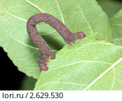 Гусеница пяденицы (Geometridae) на листьях яблони. Стоковое фото, фотограф Сергей Лаврентьев / Фотобанк Лори