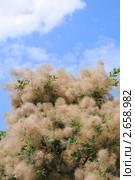 Цветет скумпия кожевенная(Cotinus coggygria Scop) Стоковое фото, фотограф Федор Королевский / Фотобанк Лори