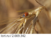 Божья коровка на ячменном колоске. Стоковое фото, фотограф Яна Королёва / Фотобанк Лори