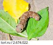 Бражник винный (Deilephila elpenor) Стоковое фото, фотограф E. O. / Фотобанк Лори