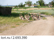 Стадо гусей у деревенской дороги. Стоковое фото, фотограф Борис Панасюк / Фотобанк Лори