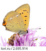 Бабочка червонец огненный (Lycaena virgaureae virgaureae) на белом фоне. Стоковое фото, фотограф Галина Ермолаева / Фотобанк Лори